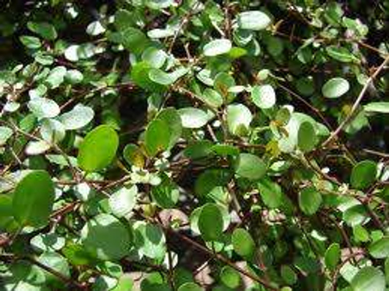 Muehlenbeckia complexa GOL