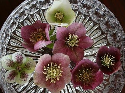 Helleborus o 'Thoroughbred' GOL