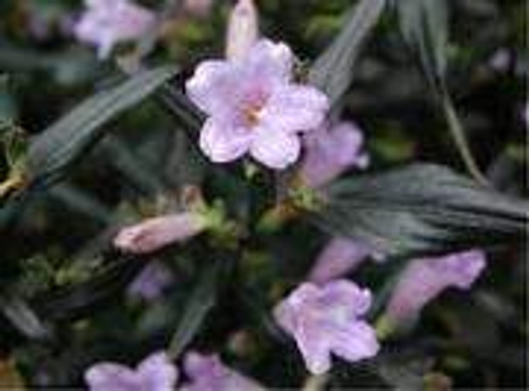 Strobilanthes anisophyllus GOL