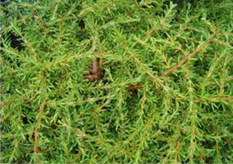 Coprosma acerosa 'Hawera' GOL