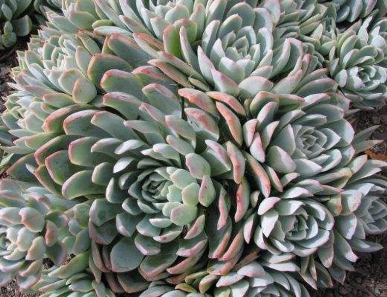 Echeveria 'Violet Queen' GOL