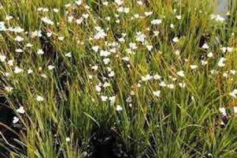 Libertia 'Grasshopper' 2L (112081) GOL