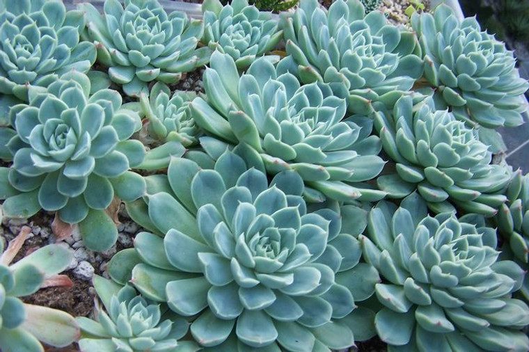 Echeveria elegans GOL