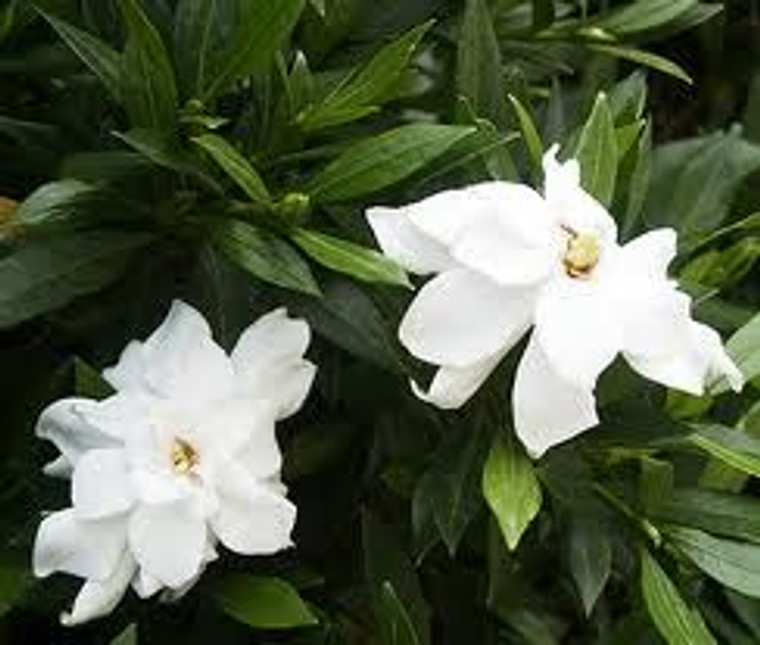 Gardenia augusta 'Radicans' GOL