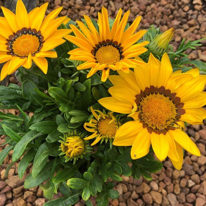 Gazania 'New Day Yellow' GOL