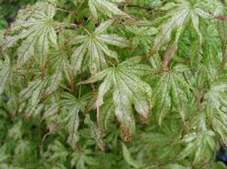 Acer palmatum 'Peaches & Cream 6L