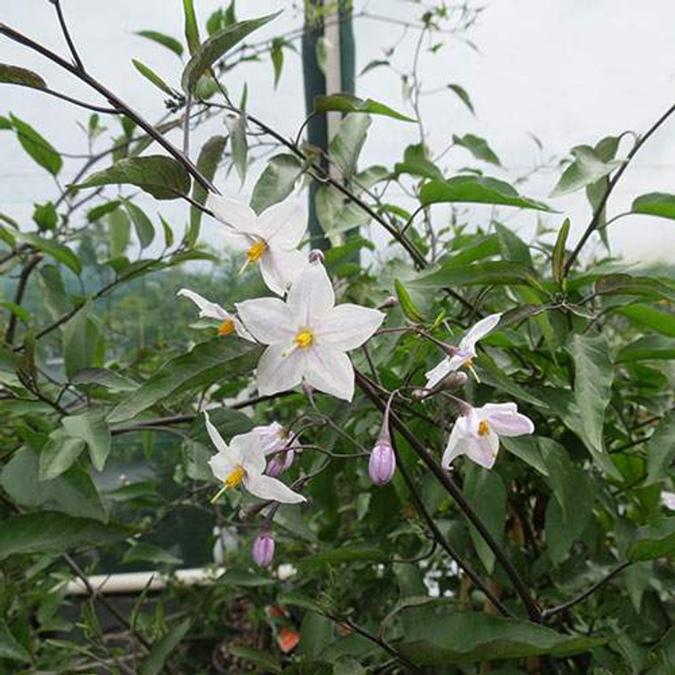 Solanum j 'Grandiflora' PB 6.5