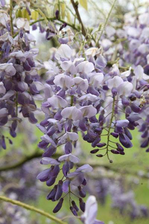 Wisteria sinensis 'Amethyst' PB12