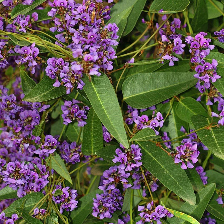 Hardenbergia violacea 3.5L