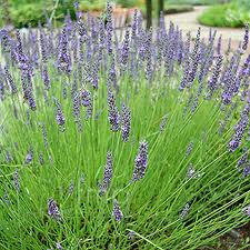 Lavender 'Grosso' 1.3L
