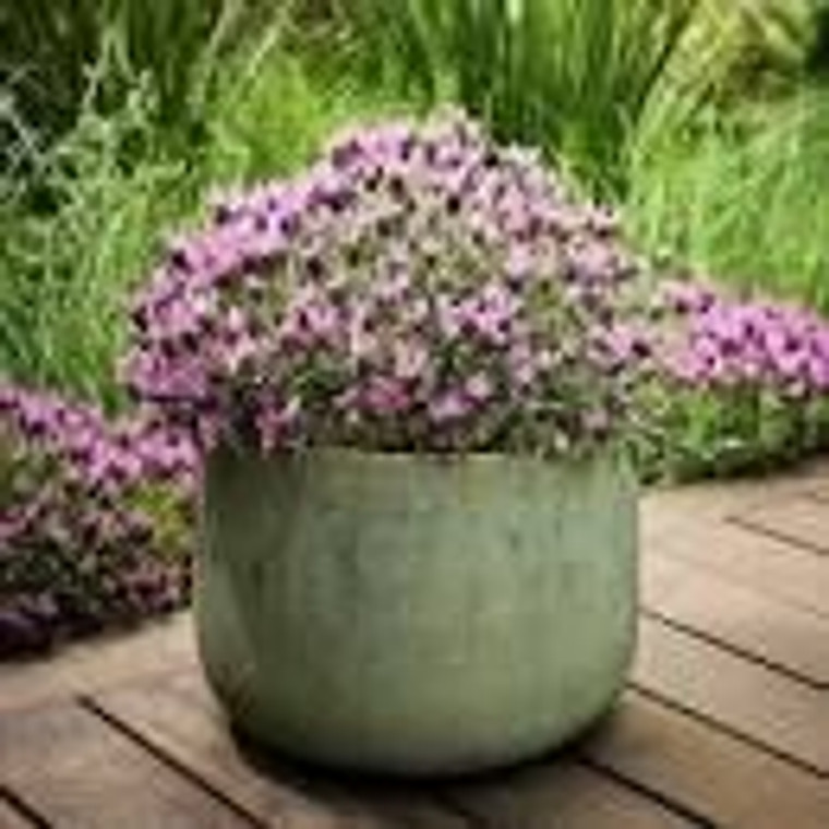 Lavender 'Razzleberry Ruffles' 2L