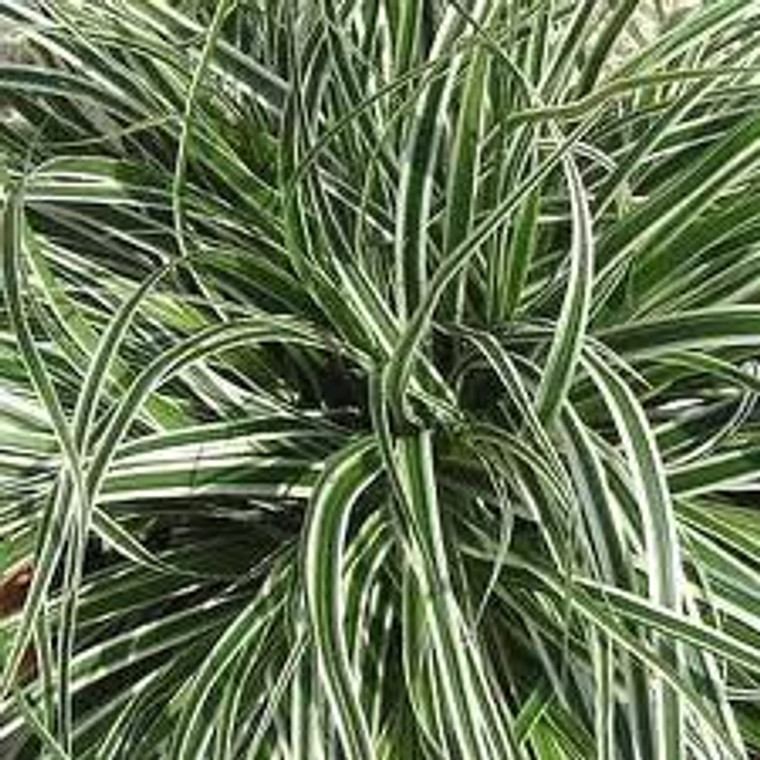 Carex 'Everest' 1.5L
