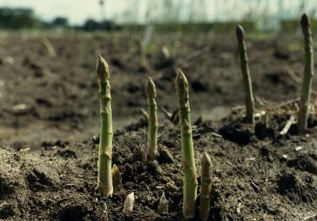 Asparagus - Pacific Challenger