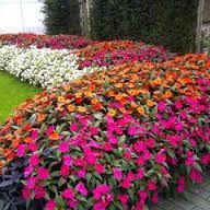 Sunpatiens 'Assorted' 2.5L (78640) 1.5L