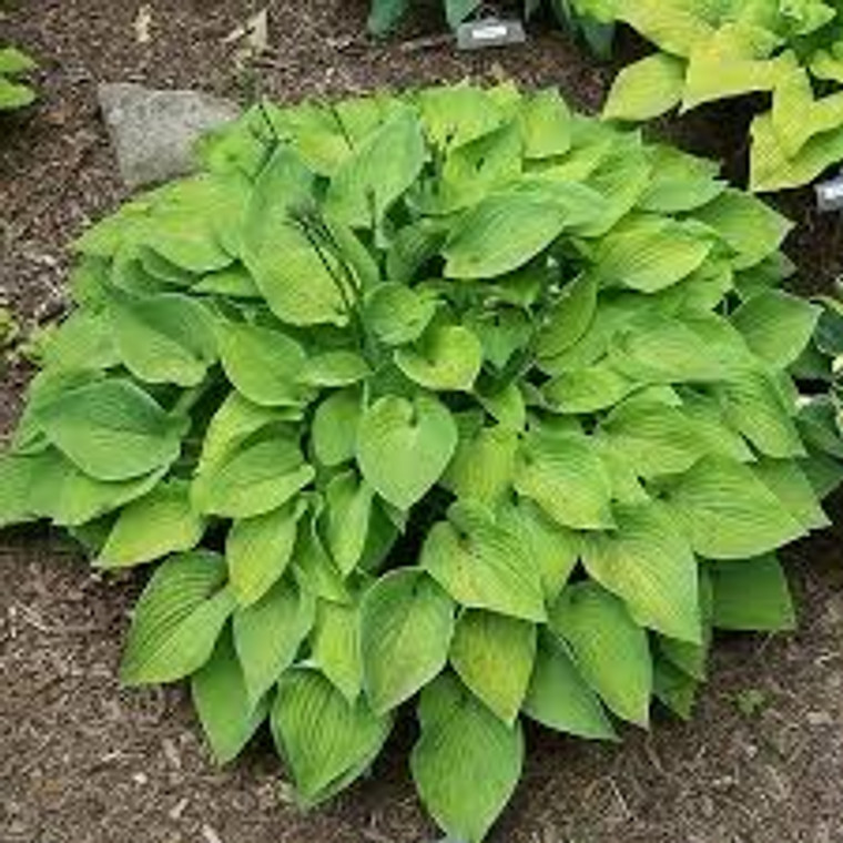 Hosta 'Gold Edger' 2.5L