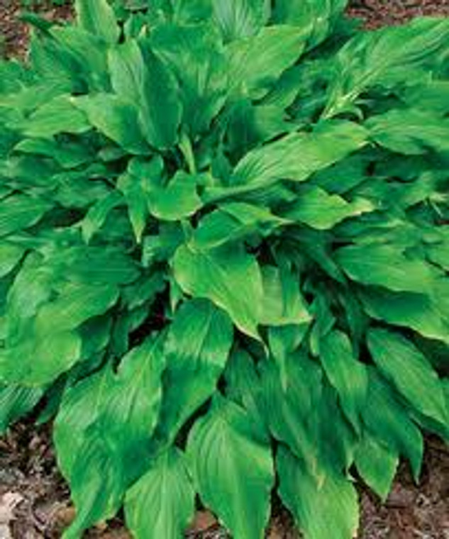 Hosta 'Green Fountain' 2.5L