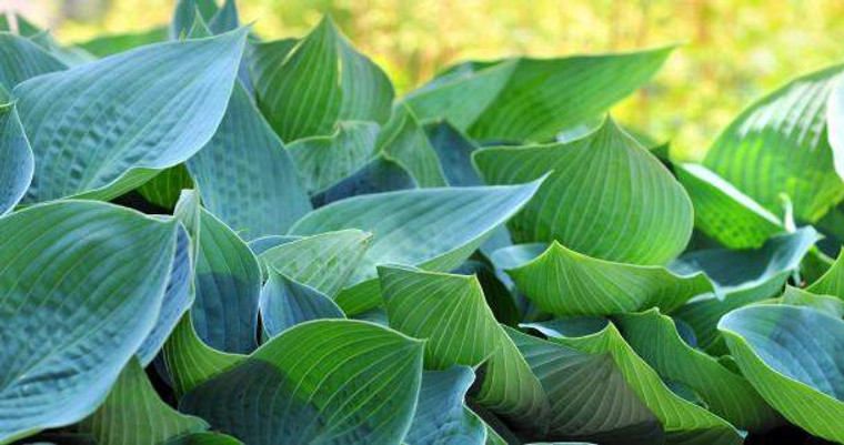 Hosta 'Empress Wu' 14cm