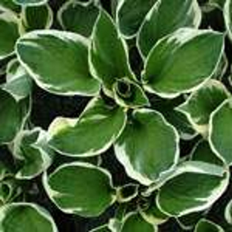 Hosta 'Patriot' 2.5L