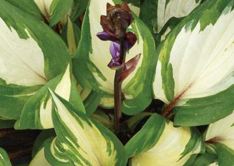 Hosta 'Raspberry Sundae' 1.5L