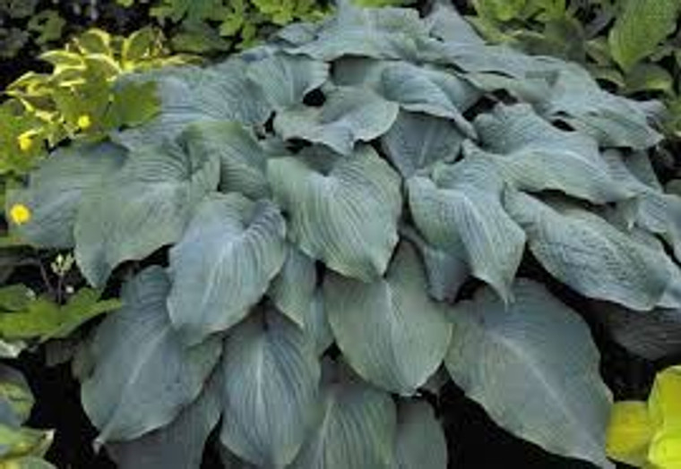 Hosta 'Blue Angel' 2L