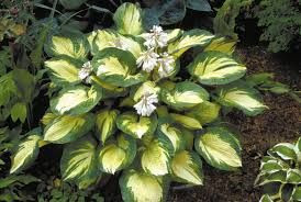 Hosta 'Great Expectations' 2.5L