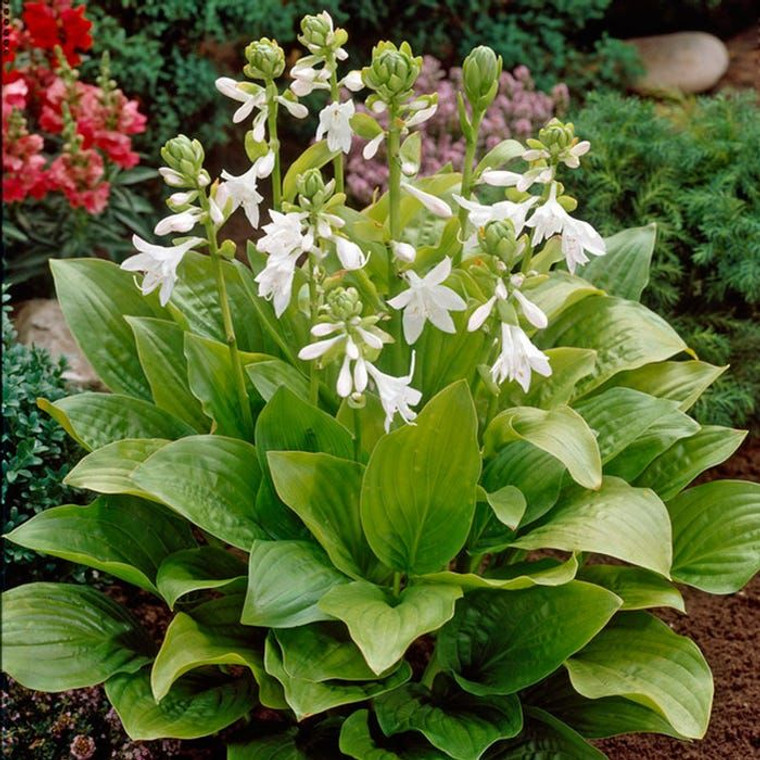 Hosta 'Royal Standard' 2.5L