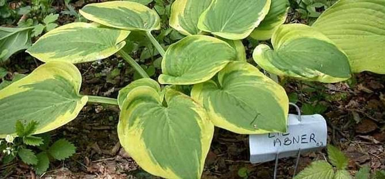 Hosta 'Lil Abner' 2.5L