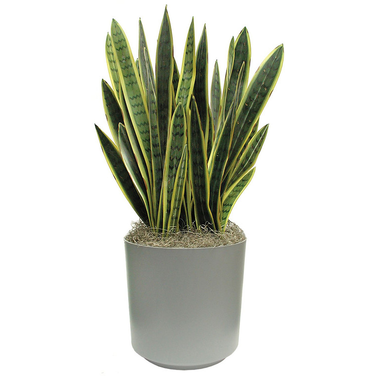 Sansevieria Var 20cm