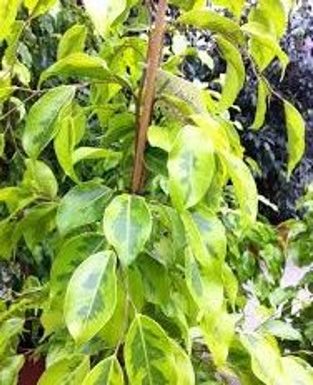 Ficus 'Reginald' 25cm