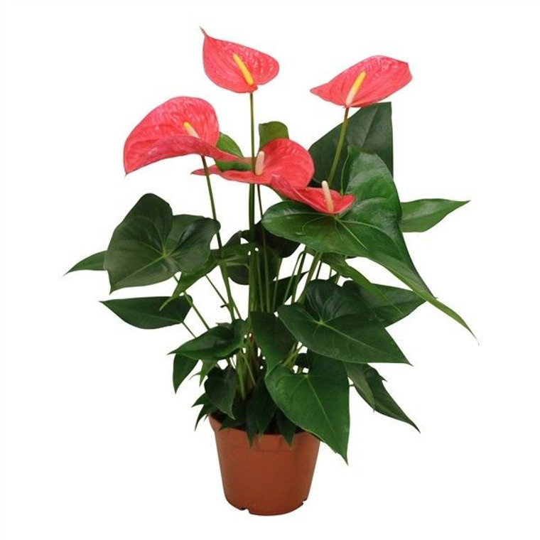 Anthurium 'Maine' 14cm