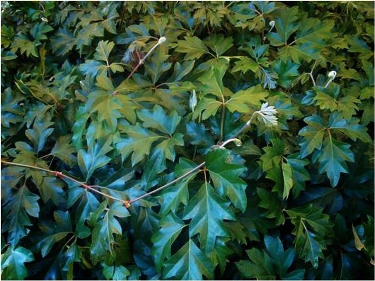 Cissus 'Ellen Danica' 15cm (80068) 15cm