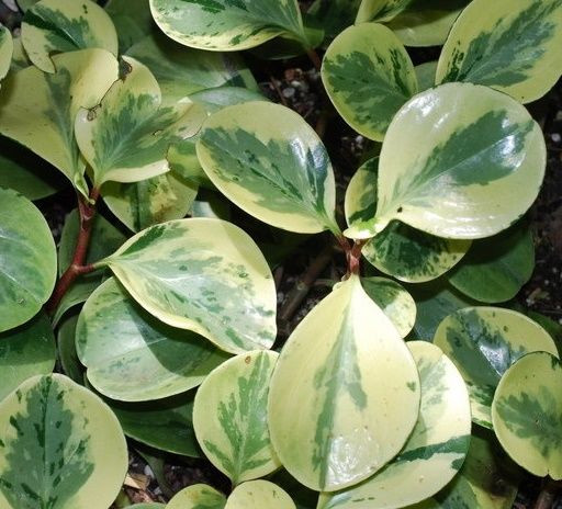 Peperomia magnoliifolia 12cm