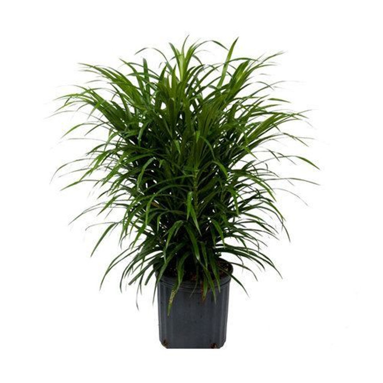 Dracaena 'Anita' 25cm