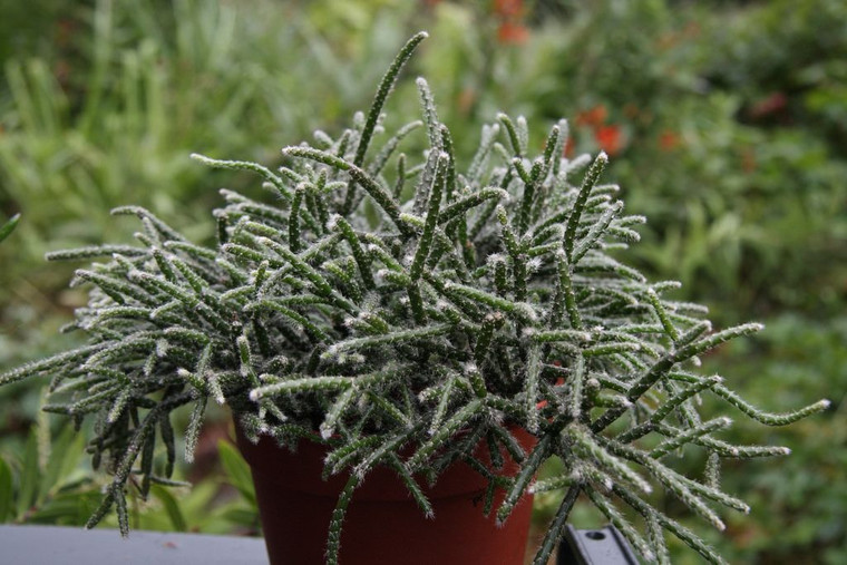 Rhipsalis pilocarpa 17cm