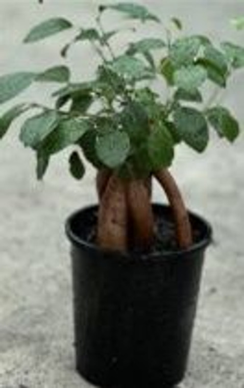 Ficus 'Funky' 12cm