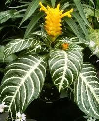 Aphelandra squarrosa 12cm