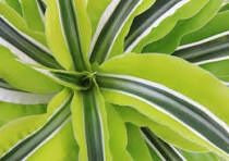 Dracaena 'Greenstripe' - Multi 8.5L