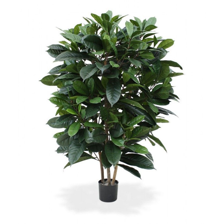 Ficus cyathistipula 'Louis' 25cm