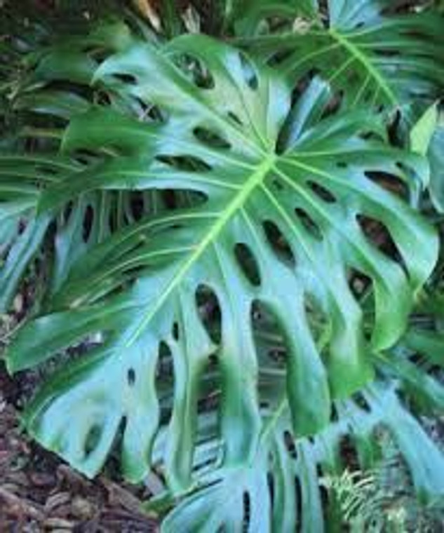 Monstera deliciosa 12cm Monstera deliciosa 12cm