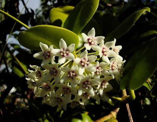 Hoya australis 1.3L