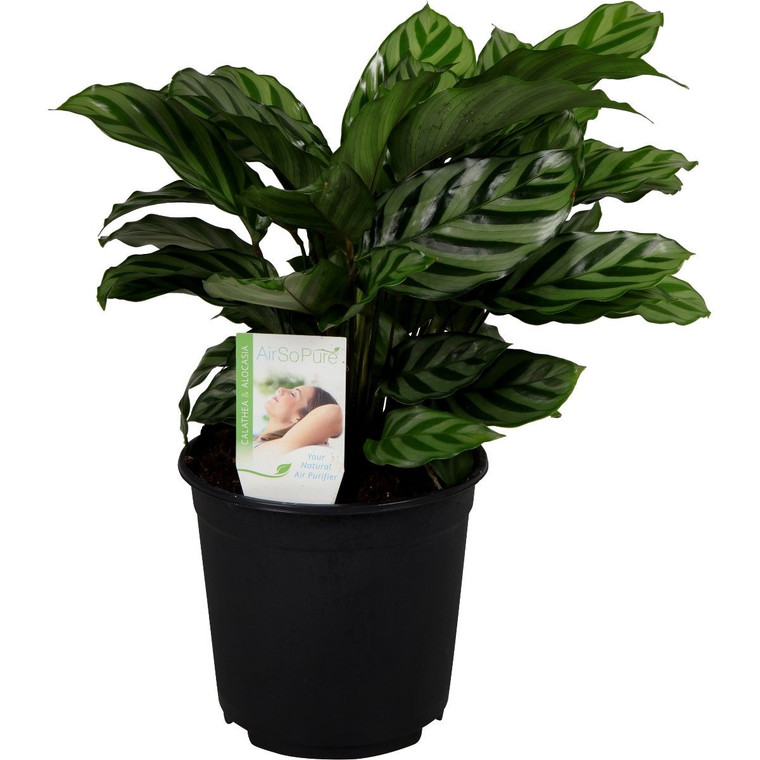 Calathea 'Freddy' 12cm