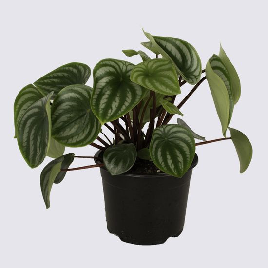 Peperomia argyreia 'Watermelon 14cm