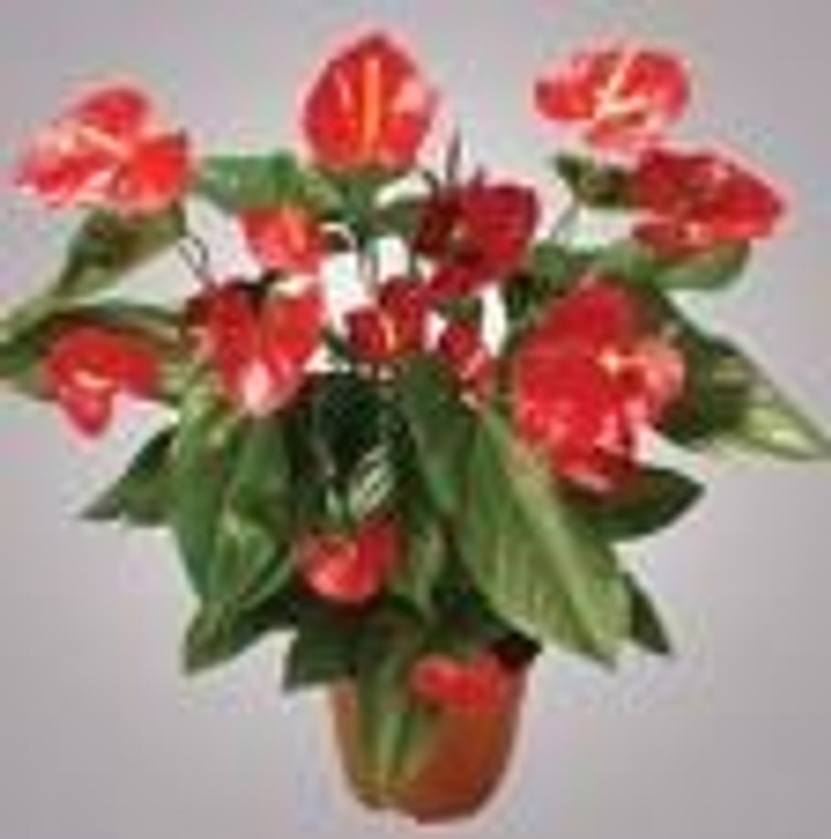 Anthurium andreanum 12cm