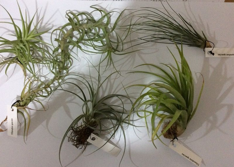 Tillandsia 'Assorted' - Wood BR