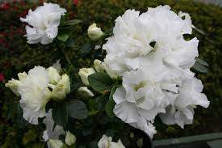 Azalea 'Pax' 1.3L