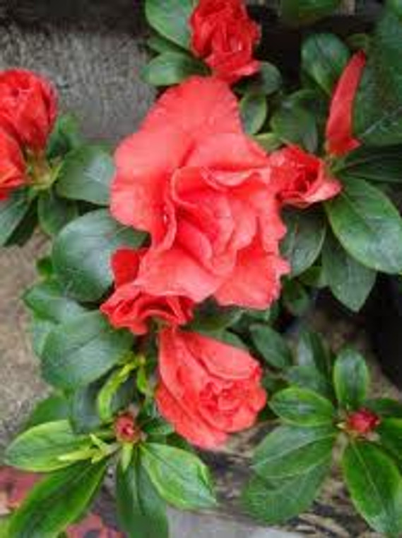 Azalea 'Guanda Red' 2.5L