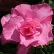 Azalea 'Lucy' 2.5L