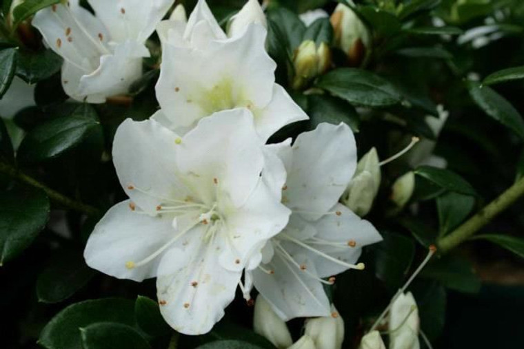 Azalea 'Mrs Kint White' 1.3L