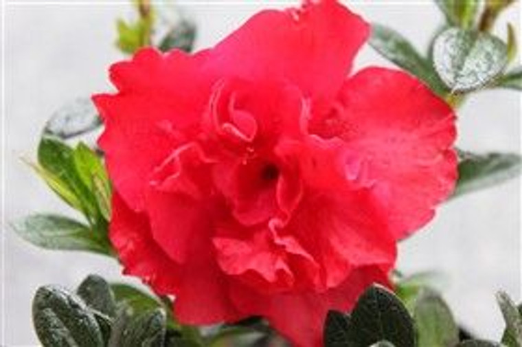 Azalea 'Nino' 2.5L