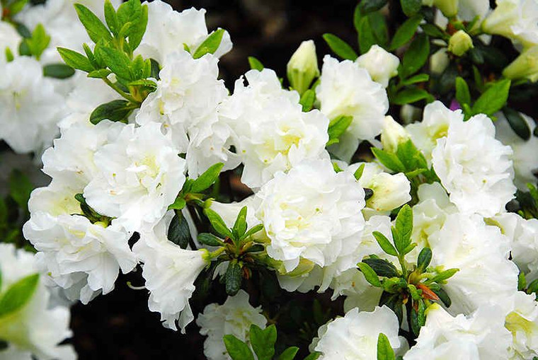 Azalea 'White Schame' 2.5L